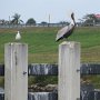 <p align=left>Je retrouve avec plaisir les oiseaux du sud: pélicans, mouettes, goélands.